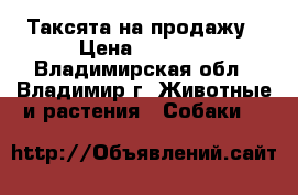 Таксята на продажу › Цена ­ 6 000 - Владимирская обл., Владимир г. Животные и растения » Собаки   